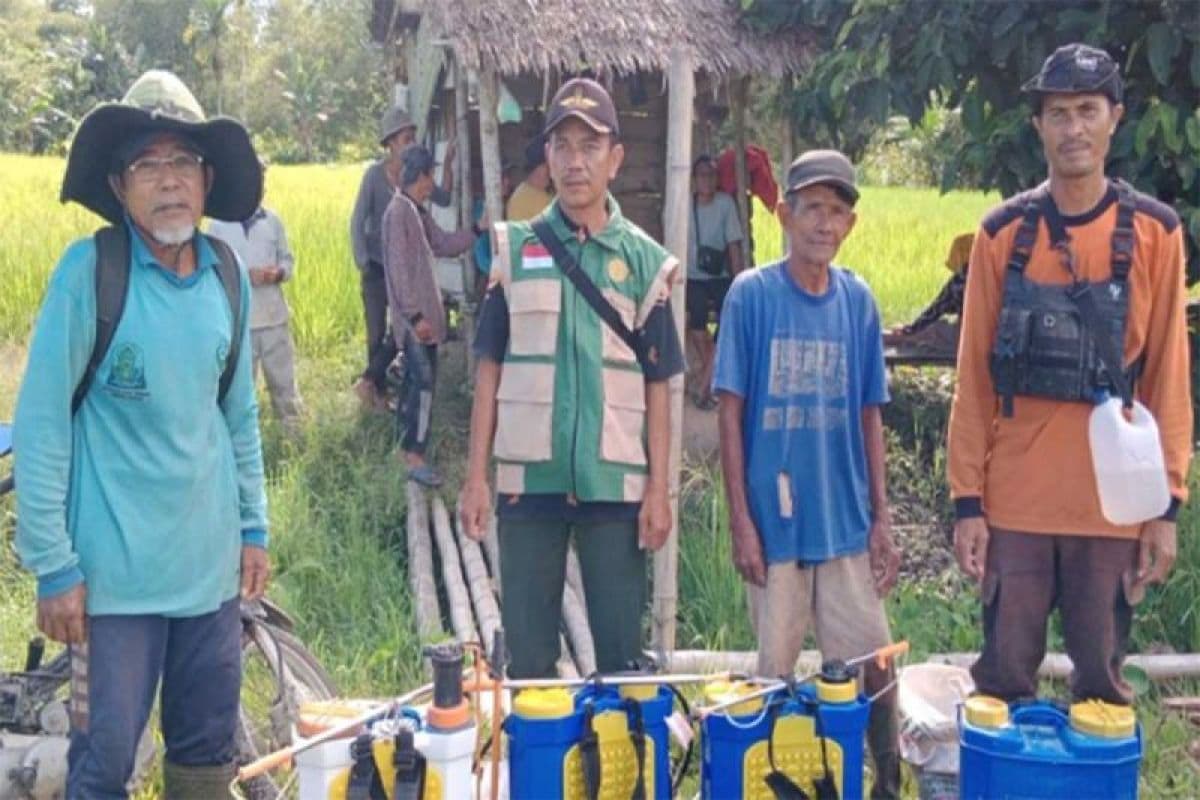 Petani Simeulue Dapat Bantuan Atasi Hama Walang Sangit di Padi