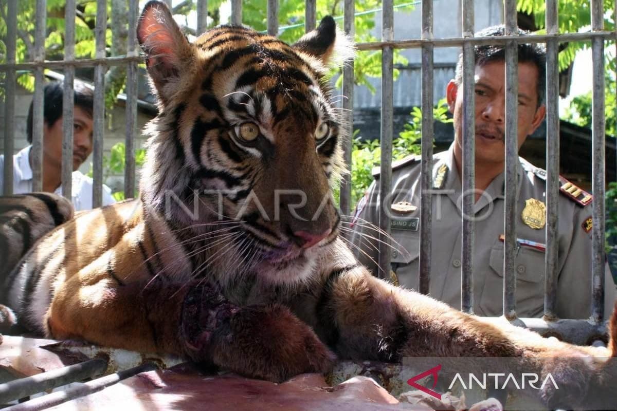 Warga Nagan Raya Tewas Diserang Harimau di Hutan Desa Krueng Seumayam