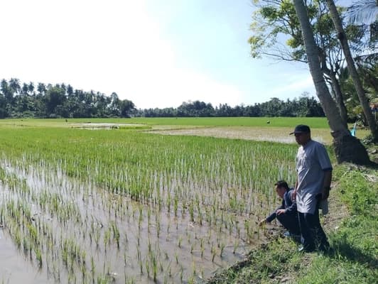 Demplot Padi HIMAGRI Unimal di Aceh Utara Tumbuh Baik Usia Dua Minggu