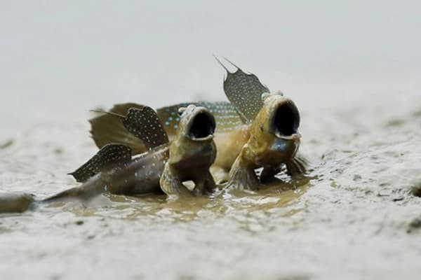 Dugaan Penyimpangan Dana Bencana Aceh, Polisi Diminta Tindak Lanjuti