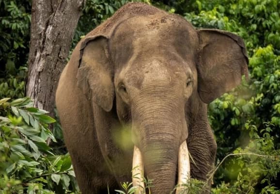 Konflik Gajah-Manusia di Aceh Tengah, Satu Warga Tewas Terinjak
