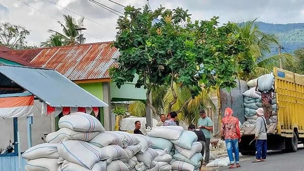 Harga Gabah di Aceh Barat Daya Stabil Rp6.800, Petani Berharap Bertahan