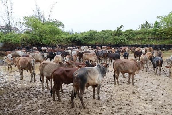 Reje Aceh Tengah Tolak Tanda Tangan Bantuan Daging Meugang, Integritas Tata Kelola Dipertanyakan