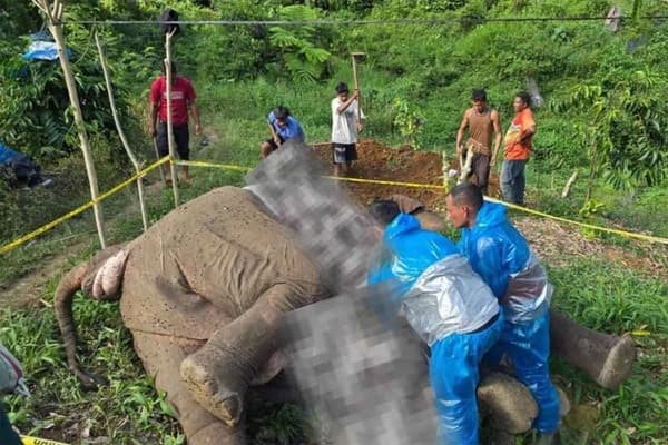 Gajah Betina Mati Tersengat Listrik di Perkebunan Warga Aceh Tengah