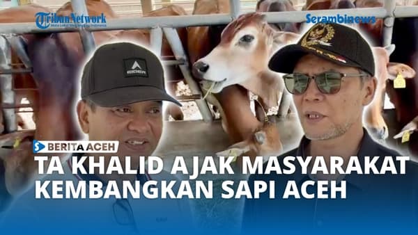 TA Khalid Dorong Pengembangan Sapi Aceh di Indrapuri untuk Cegah Kerdil